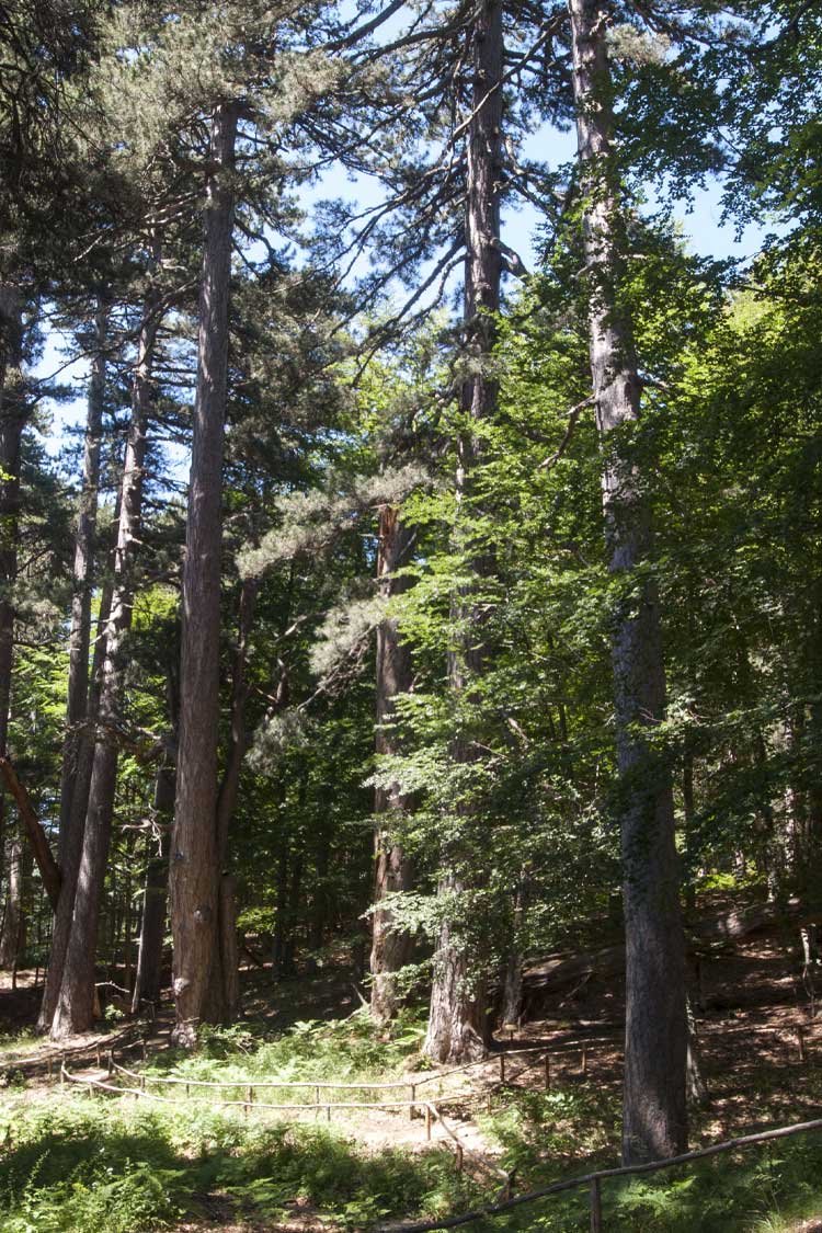 Cosa vedere a Rossano 3 Parco Nazionale della Sila